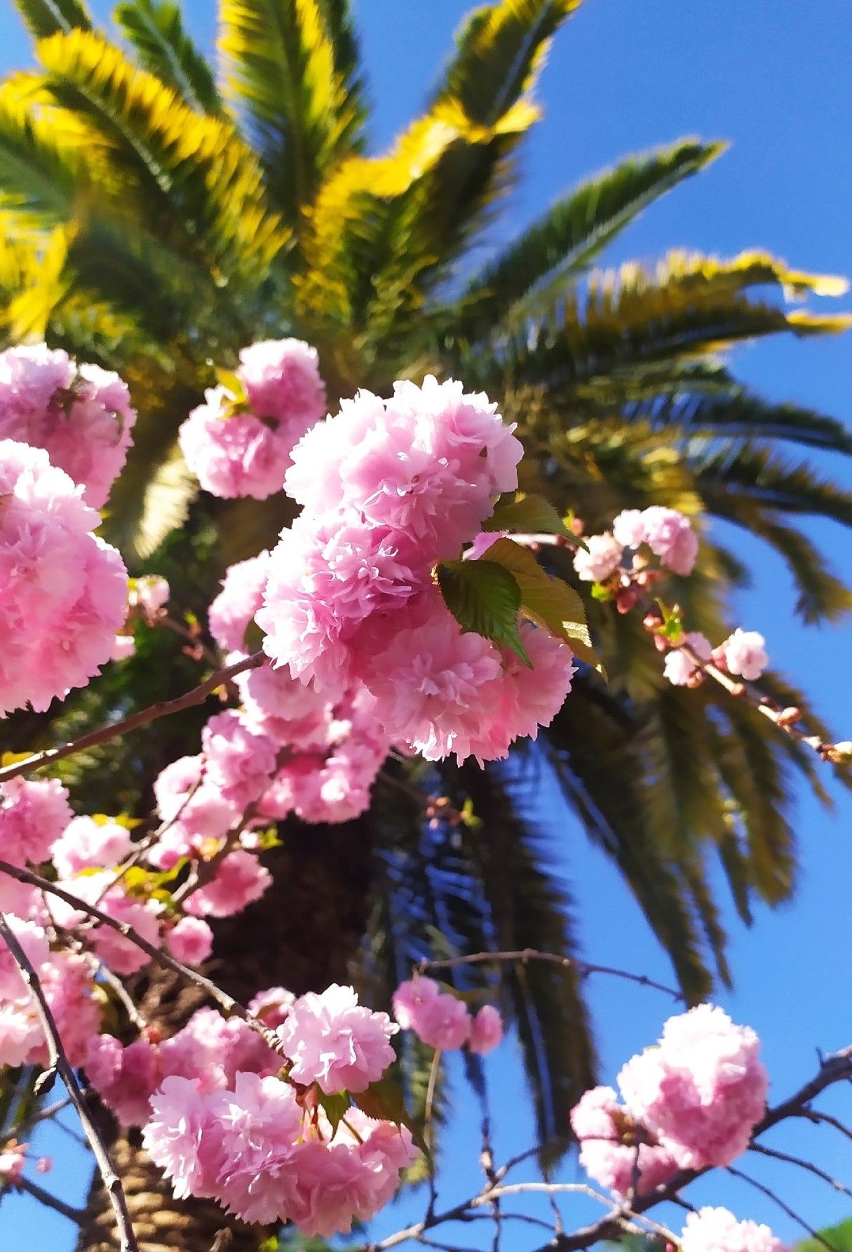 Цветущий Бахрейн весной: Москва–Через Калининград к марту, апрелю и маю - Бахрейн - 02.03.2026 - 31.05.2026